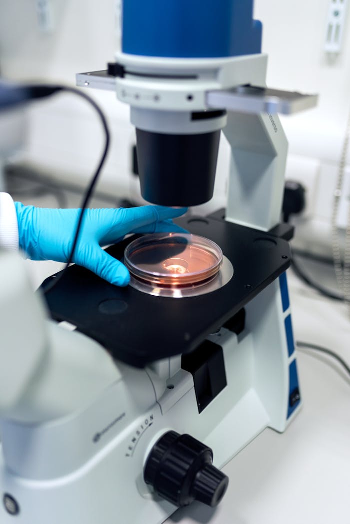 Scientist using a microscope to examine petri dish samples in a laboratory setting.